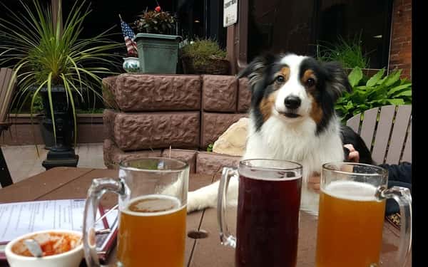 a dog sitting at the table with 3 beers on the table