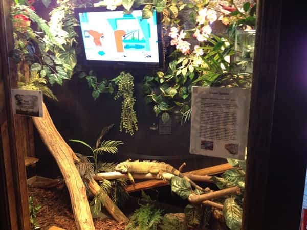 Lizard in enclosure