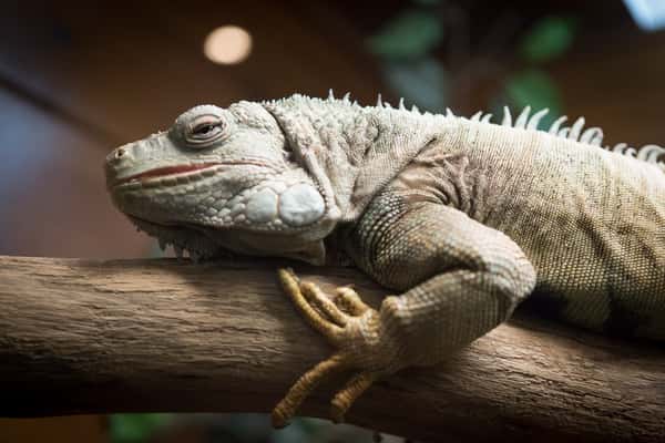 lizard