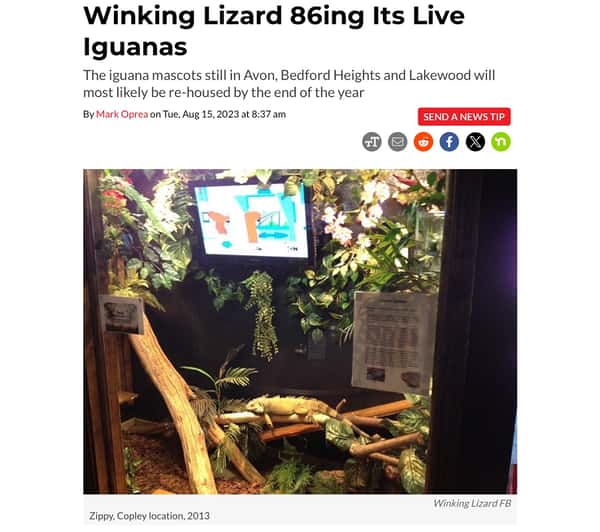 Live iguana in cage