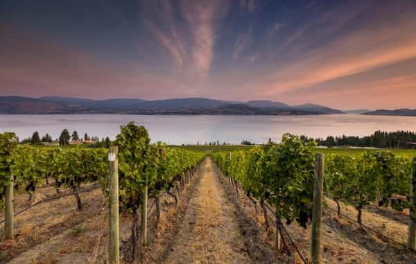 Birch Block ~ 2022 Cabernet Franc