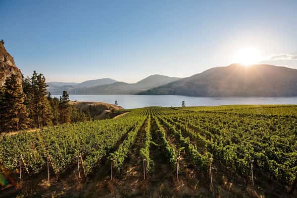 Da Silva 2022 Vinho Tinto