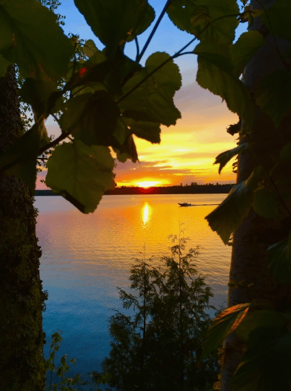 sunset over water through trees