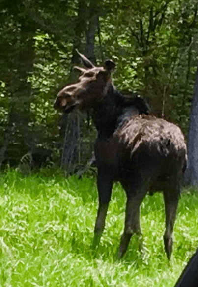a moose in the wild