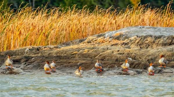 ducks on water bank