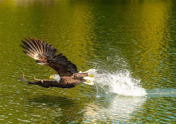 bald eagle flying over water