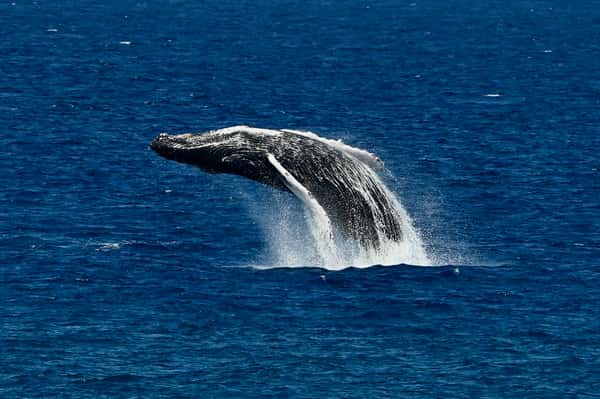 whale
