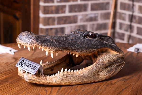 Alligator head display inside Jake & Rip's restaurant in Grenada, Mississippi.