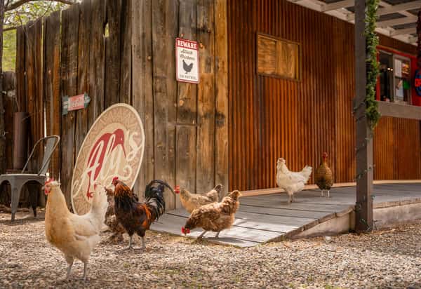 Chickens at Alys