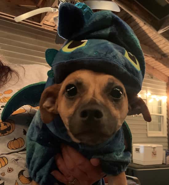 Puppy Halloween Costume Party