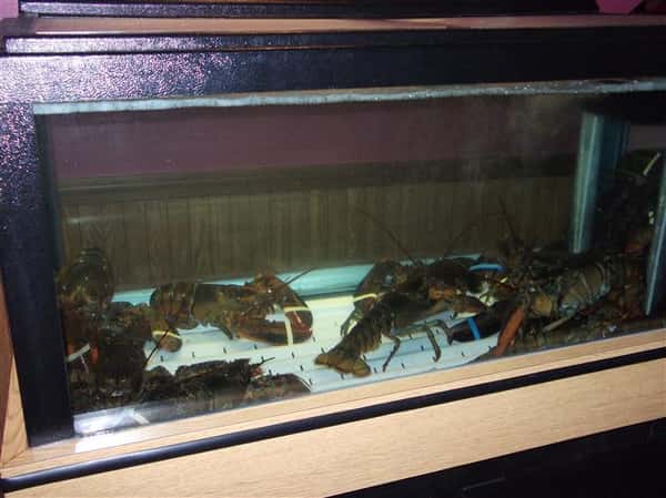 Lobster glass display