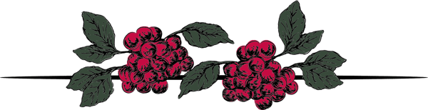grape illustration