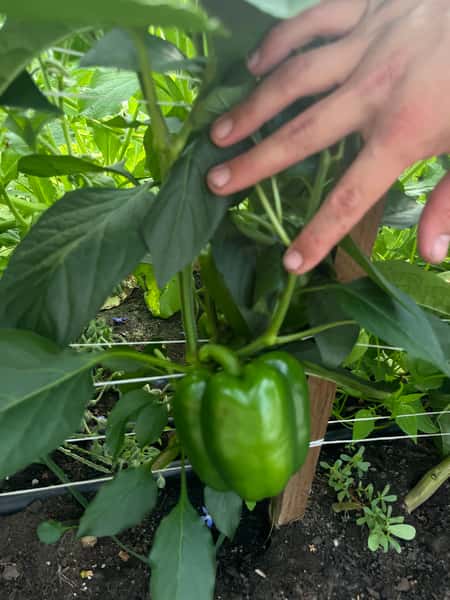 Sprinter Green Pepper