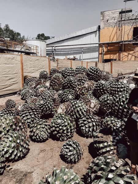 cacti