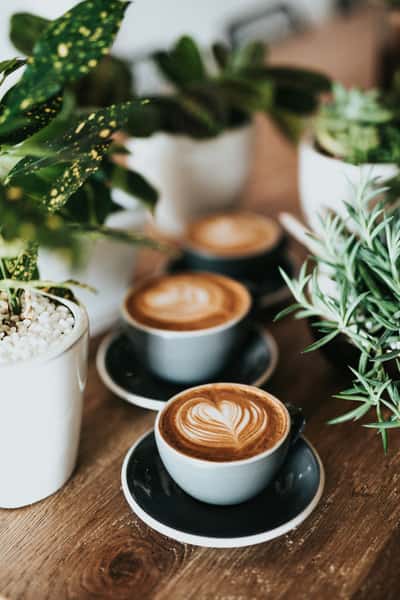 Three cups of latte with heart-shaped foam art on a wooden table, surrounded by green potted plants.