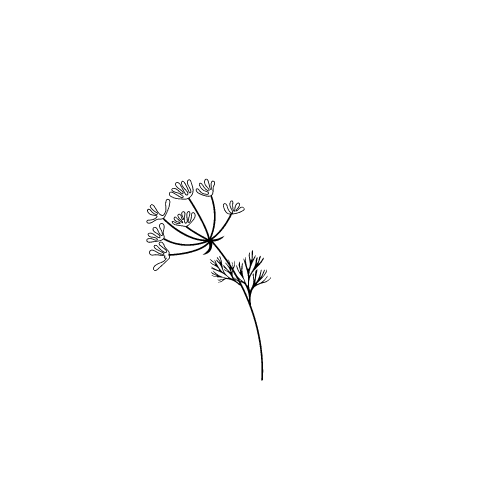 plant flower drawing