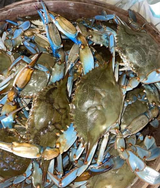 fresh crab