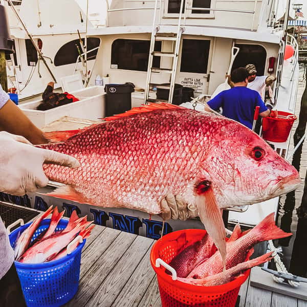 Fresh Gulf Red Snapper