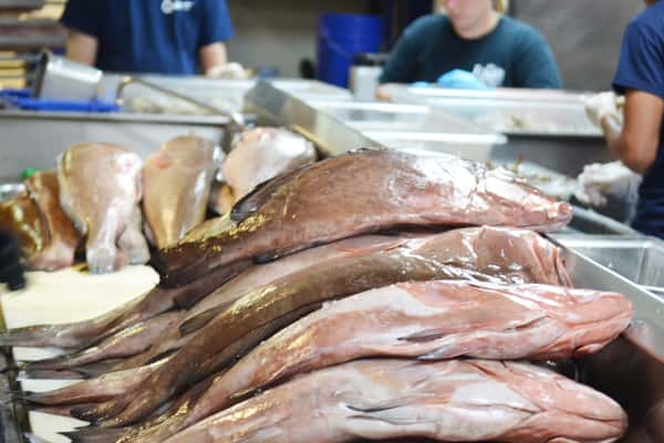 Fresh Gulf Fish