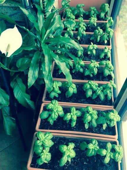 homegrown plants and garden