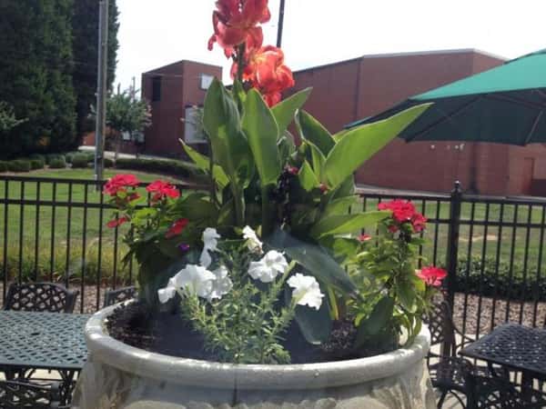 a decorative potted plant