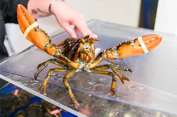 Gallery Lobster Cooker and Pub Seafood Restaurant in Freeport, ME