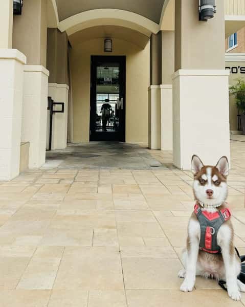 dog