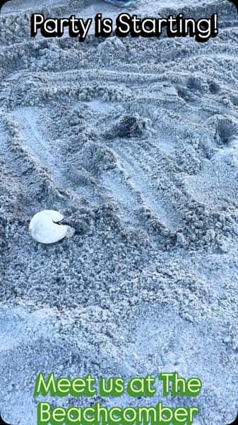 Boy are we Lucky here on #staugustinebeach and to watch our #seaturtles hatch and make their MAD DASH to @beachcomberstaugustine ! Come to the #beach today and have an amazing #lunch, maybe some #cocktails 
🐢🐢🐢SEA you soon!