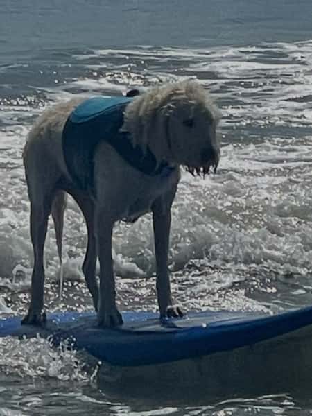We love our #beachdogs here @beachcomberstaugustine -so after the #pups  were on the boards today down at @guyharveyresortstaug , it’s time to reward the #dogs and bring them to the restaurant for a DOGGIEBURGER- while you enjoy and awesome #cocktail to celebrate your #weekend !
