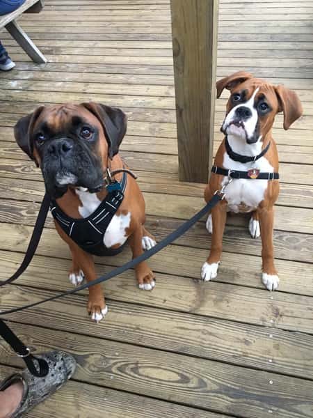 dogs