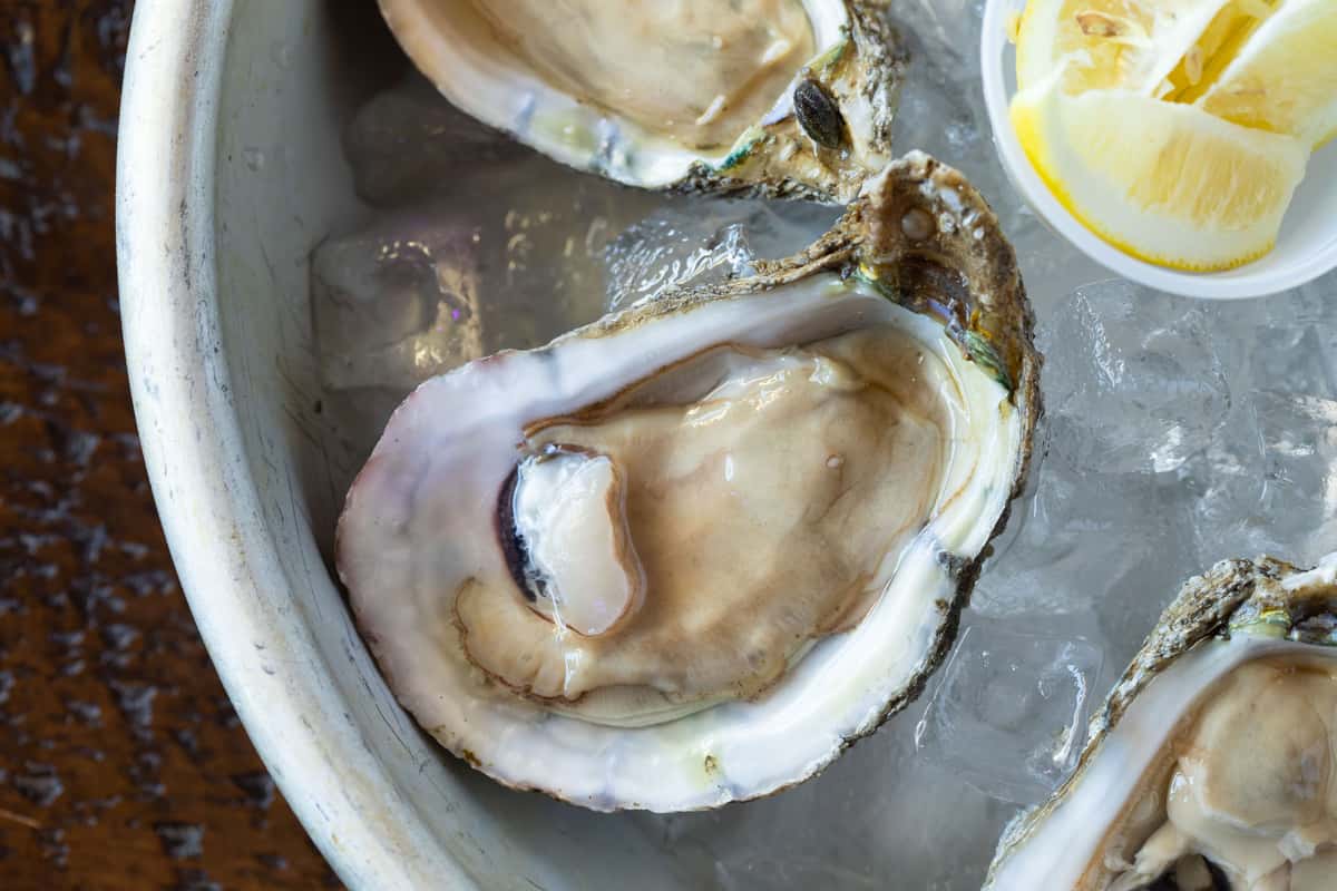 oysters