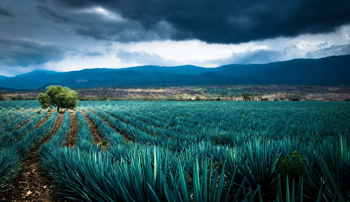 agaves
