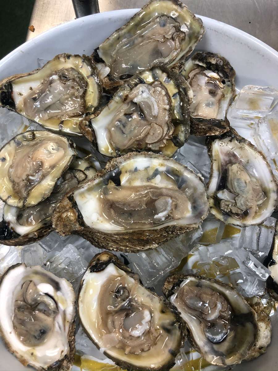 Oysters on the half outlet shell near me