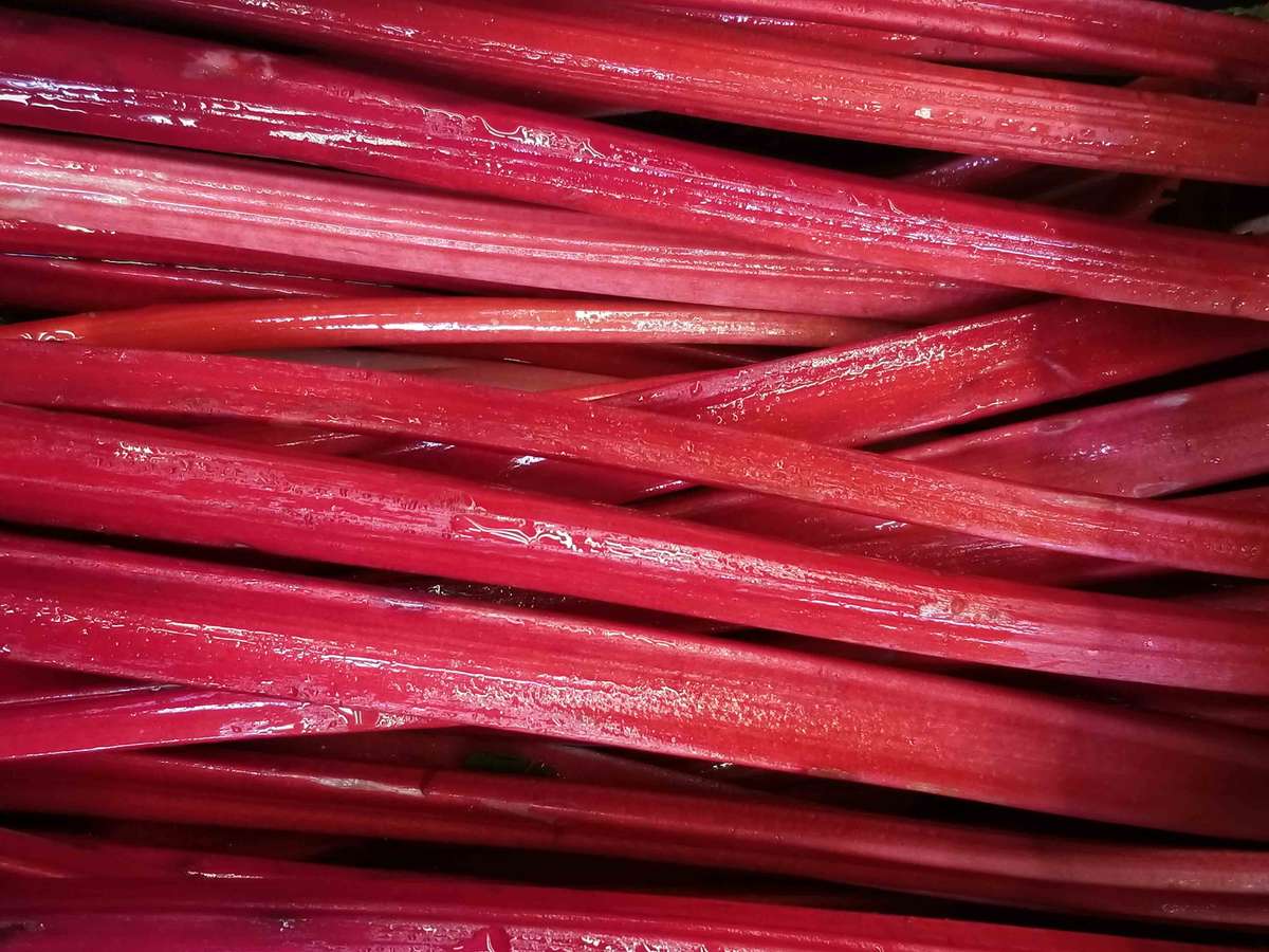 rhubarb stalks