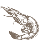 shrimp