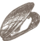 clam