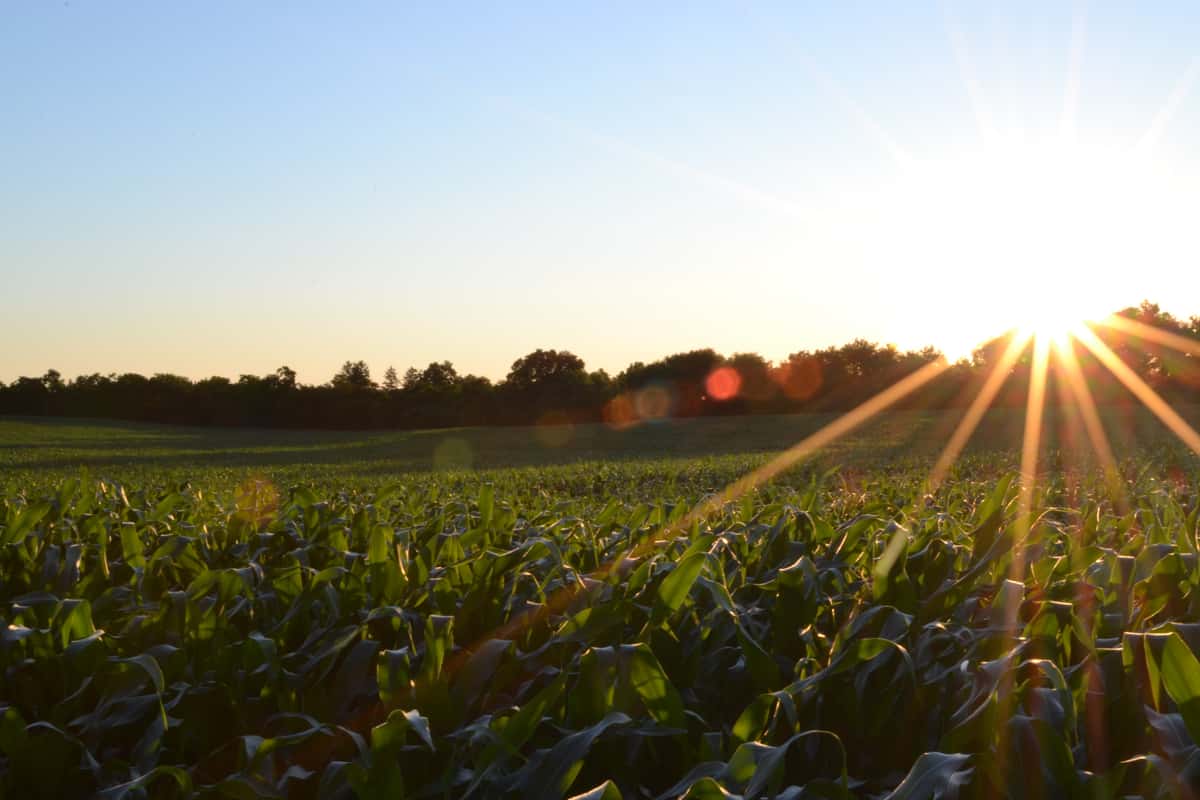 farm field stock photo