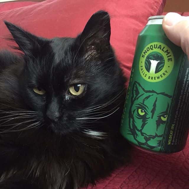 cat and beer can