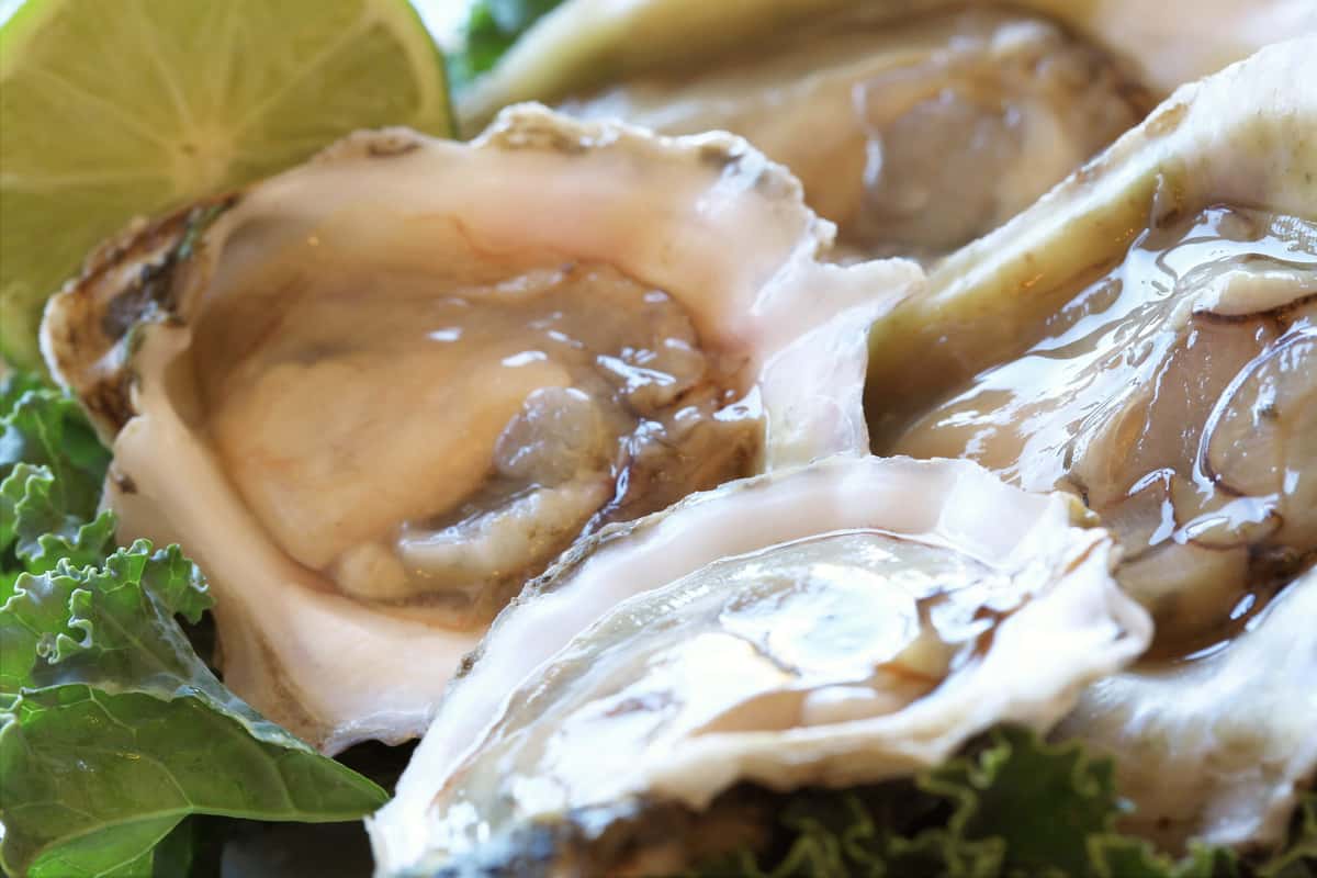 Oysters