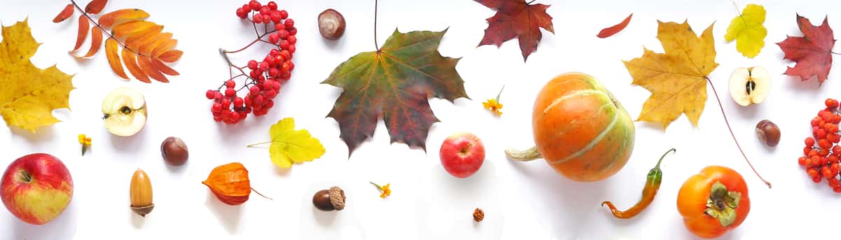 fall leaves