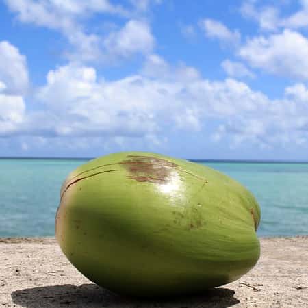 Coconut