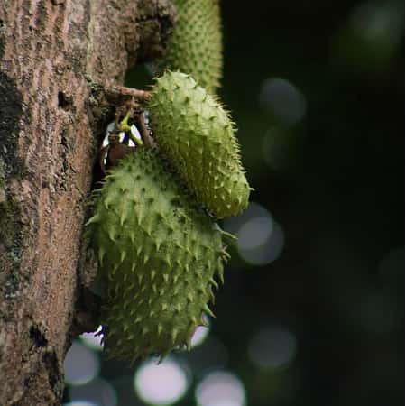 Soursop