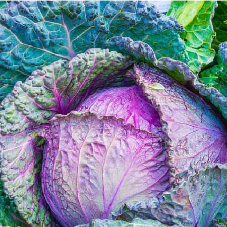 Purple Cabbage