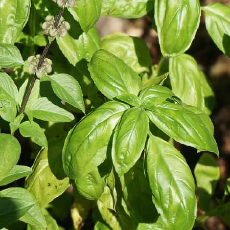 Basil