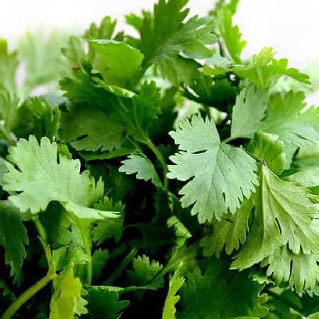 Cilantro