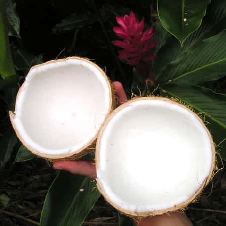 Coconut Meat