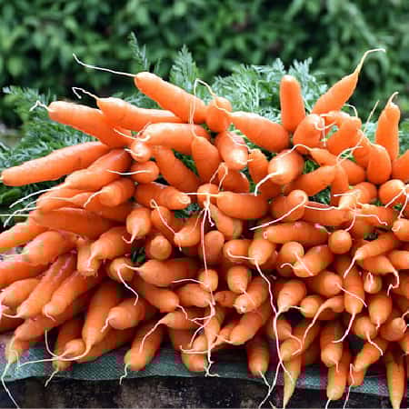Carrot