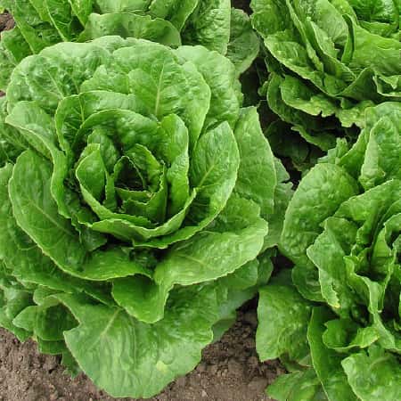 Romaine