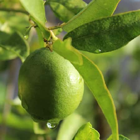 Lime
