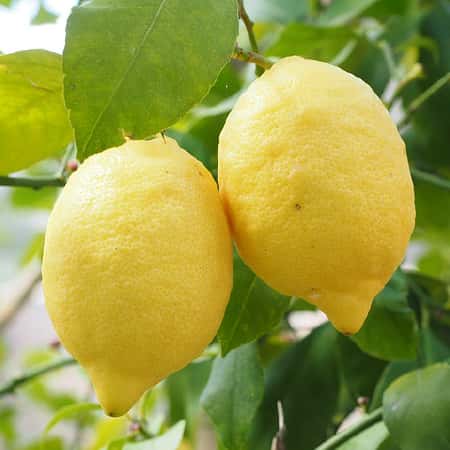Lemon